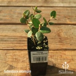 Correa Marian's Marvel 16 Correa Marian's Marvel -GARDEN Shop apo correa marians marvel tubestock