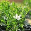 Crowea White Star - Waxflower -GARDEN Shop apo correa white star flower