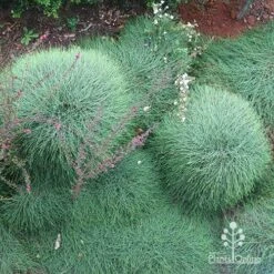 Casuarina Cousin It -GARDEN Shop apo cousin its from above
