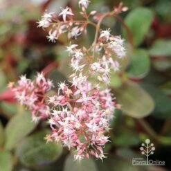 Crassula Purple Dragon - Fairy Crassula -GARDEN Shop apo crassula purple dragon flower cluster large