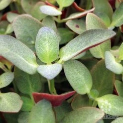 Crassula Purple Dragon - Fairy Crassula -GARDEN Shop apo crassula purple dragon green