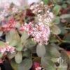 Crassula Purple Dragon - Fairy Crassula 16 Crassula Purple Dragon - Fairy Crassula -GARDEN Shop apo crassula purple dragon tubestock flowering