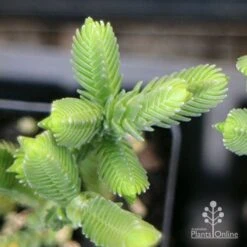 Crassula - Watchchain, Rat Tail Succulent 11 Crassula - Watchchain, Rat Tail Succulent -GARDEN Shop apo crassula watch chain close