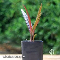 Crinum Wine Time - Swamp Lily -GARDEN Shop apo crinum wine time tubestock