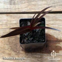 Crinum Wine Time - Swamp Lily -GARDEN Shop apo crinum wine time tubestock top