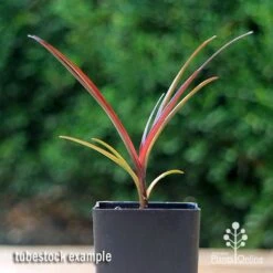Crinum Wine Time - Swamp Lily -GARDEN Shop apo crinum wine time tubestock2