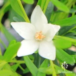 Crowea White Star - Waxflower -GARDEN Shop apo crowea white star flower close