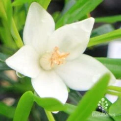 Crowea White Star - Waxflower -GARDEN Shop apo crowea white star flower 1 1