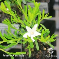 Crowea White Star - Waxflower -GARDEN Shop apo crowea white star tubestock
