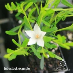 Crowea White Star - Waxflower -GARDEN Shop apo crowea white star tubestock2