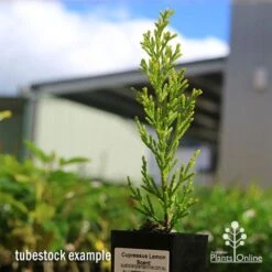 Cupressus Lemon Scent - Lemon Cypress -GARDEN Shop apo cupressus lemon scent tubestock