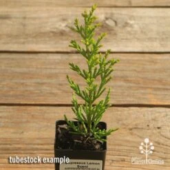 Cupressus Lemon Scent - Lemon Cypress -GARDEN Shop apo cupressus lemon scent tubestock top