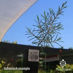 Chamelaucium Dancing Queen - Waxflower 13 Chamelaucium Dancing Queen - Waxflower -GARDEN Shop apo dancing queen tubestock