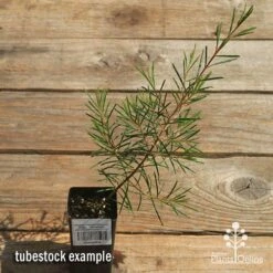 Chamelaucium Dancing Queen - Waxflower 19 Chamelaucium Dancing Queen - Waxflower -GARDEN Shop apo dancing queen tubestock top