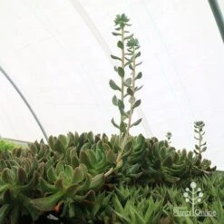 Echeveria Dark Vader - Succulent 15 Echeveria Dark Vader - Succulent -GARDEN Shop apo dark vader new shoots