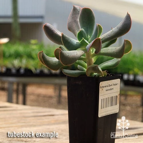 Echeveria Dark Vader - Succulent 2 Echeveria Dark Vader - Succulent - Image 2
