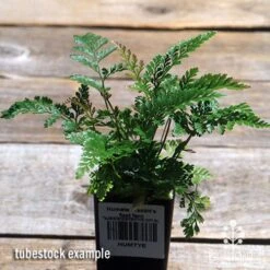 Humata - Rabbit's Foot Fern -GARDEN Shop apo davallia humata fern