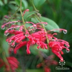 Grevillea Deua Flame 29 Grevillea Deua Flame -GARDEN Shop apo deua flame dewdrops