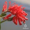 Grevillea Deua Flame -GARDEN Shop apo deua flame flower closeup