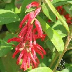 Grevillea Deua Flame 27 Grevillea Deua Flame -GARDEN Shop apo deua flame flower cluster