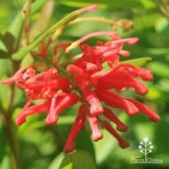 Grevillea Deua Flame 23 Grevillea Deua Flame -GARDEN Shop apo deua flame full open flower