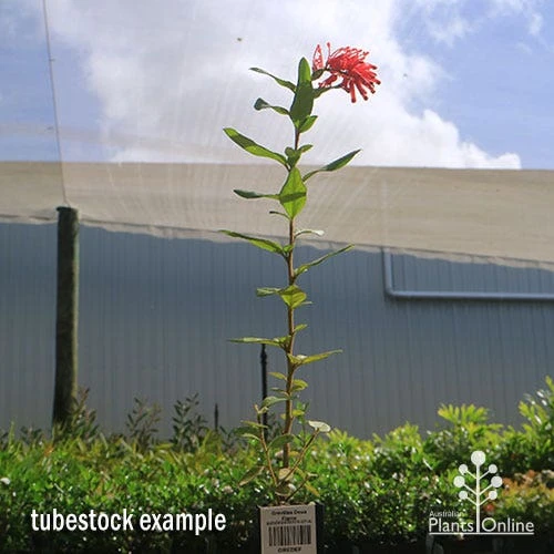 Grevillea Deua Flame 2 Grevillea Deua Flame - Image 2