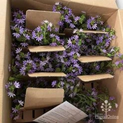Scaevola Purple Fanfare - Fan Flower -GARDEN Shop apo diana taylor scaevola unboxing