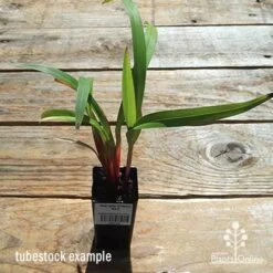 Dianella Cherry Red -GARDEN Shop apo dianella cherry red tubestock top