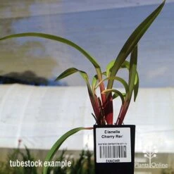 Dianella Cherry Red -GARDEN Shop apo dianella cherry red tubestock3