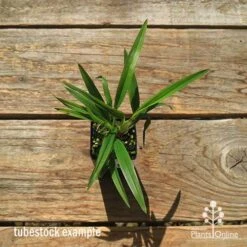 Dianella Little Jess -GARDEN Shop apo dianella little jess tubestock top