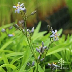 Dianella Petite Marie 14 Dianella Petite Marie -GARDEN Shop apo dianella petite marie flower stems