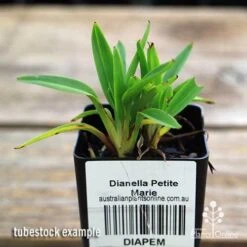 Dianella Petite Marie 16 Dianella Petite Marie -GARDEN Shop apo dianella petite marie tubestock