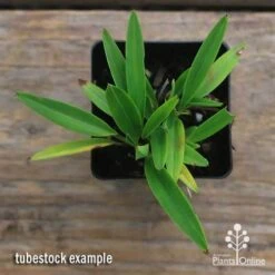 Dianella Petite Marie 17 Dianella Petite Marie -GARDEN Shop apo dianella petite marie tubestock top