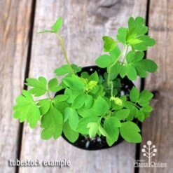 Dicentra Alba - Bleeding Heart - 75mm BIGGER Size 7 Dicentra Alba - Bleeding Heart - 75mm BIGGER Size -GARDEN Shop apo dicentra alba tubestock top