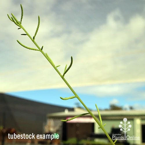 Peperomia Dolabriformis - Prayer Pepper - Succulent 4 Peperomia Dolabriformis - Prayer Pepper - Succulent - Image 4