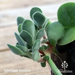 Crassula Dubia - Succulent -GARDEN Shop apo dubia closeup