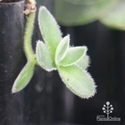 Crassula Dubia - Succulent -GARDEN Shop apo dubia fuzzy leaf