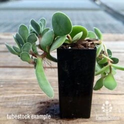 Crassula Dubia - Succulent -GARDEN Shop apo dubia tubestock reverse