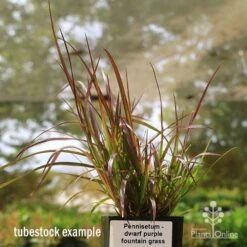 Pennisetum - Dwarf Purple Fountain Grass 9 Pennisetum - Dwarf Purple Fountain Grass -GARDEN Shop apo dwarf pfg tubestock