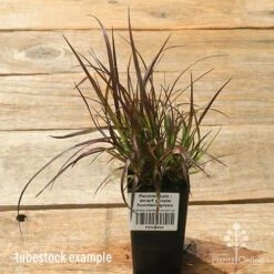 Pennisetum - Dwarf Purple Fountain Grass 12 Pennisetum - Dwarf Purple Fountain Grass -GARDEN Shop apo dwarf pfg tubestock top