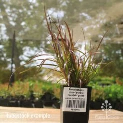 Pennisetum - Dwarf Purple Fountain Grass 11 Pennisetum - Dwarf Purple Fountain Grass -GARDEN Shop apo dwarf pfg tubestock2
