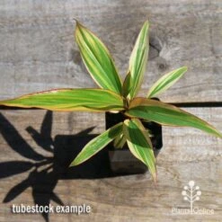 Cordyline Fruticosa Early Morning Diamond -GARDEN Shop apo early morning diamond tubestock top