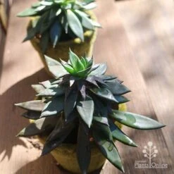 Echeveria Black Knight - Succulent -GARDEN Shop apo echeveria black knight pair