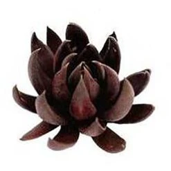 Echeveria Black Knight - Succulent -GARDEN Shop apo echeveria black knight promo