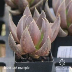 Echeveria Black Knight - Succulent -GARDEN Shop apo echeveria black knight tubestock