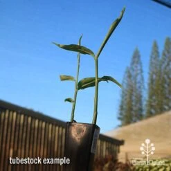Zingiber - Edible Ginger -GARDEN Shop apo edible ginger tubestock