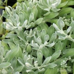 Eremophila Blue Horizon - Emu Bush -GARDEN Shop apo eremophila blue horizon foliage