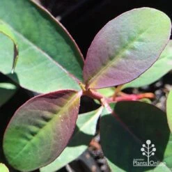 Eucalyptus Olida - Strawberry Gum -GARDEN Shop apo eucalyptus olida purple