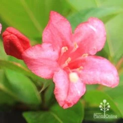 Weigela Eva Rathke -GARDEN Shop apo eva rathke weigela flower close