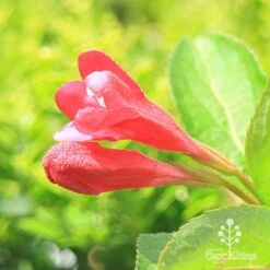 Weigela Eva Rathke -GARDEN Shop apo eva rathke weigela flowerbuds